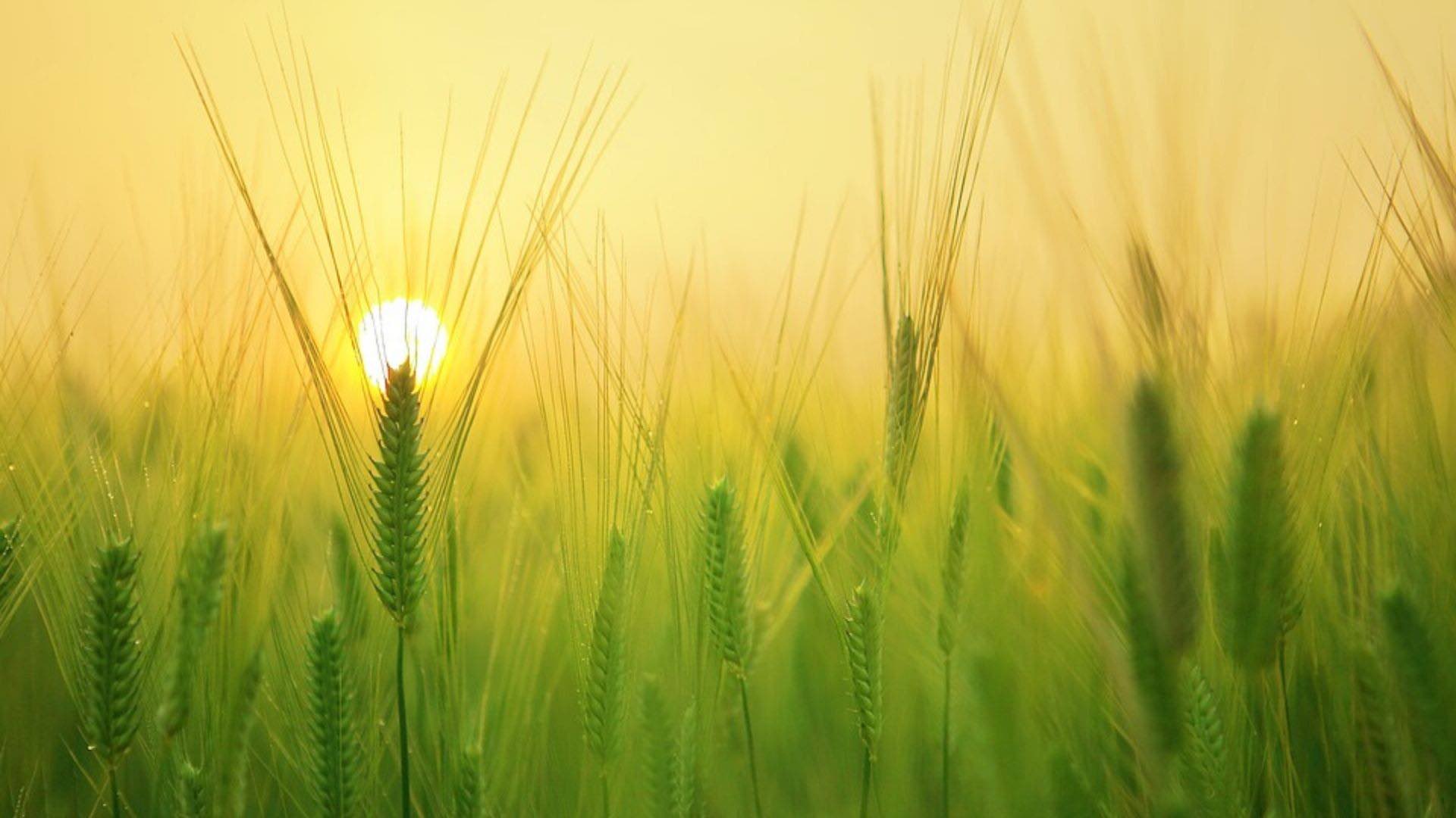 Making disciples one seed at a time