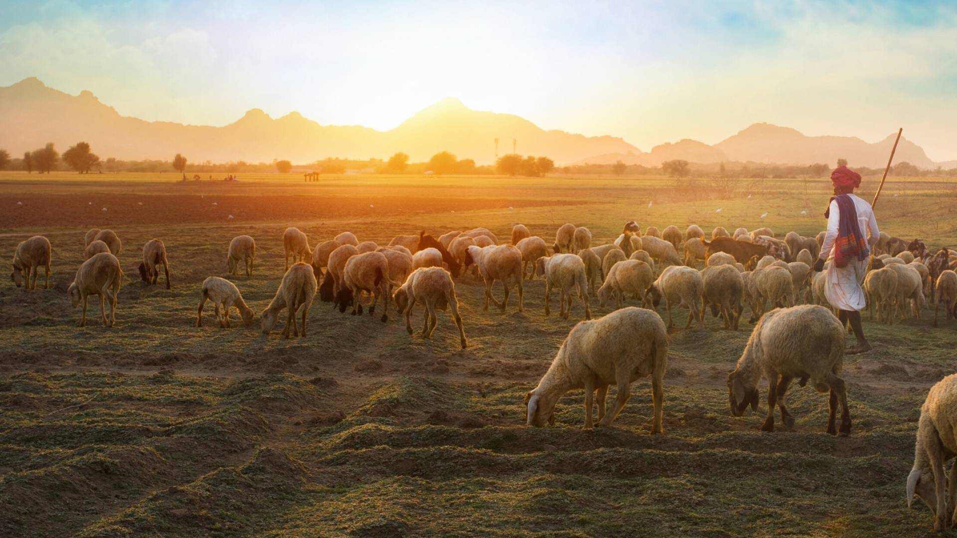 Shepherd Devotion featured image of sheep and a shepherd with a sun set