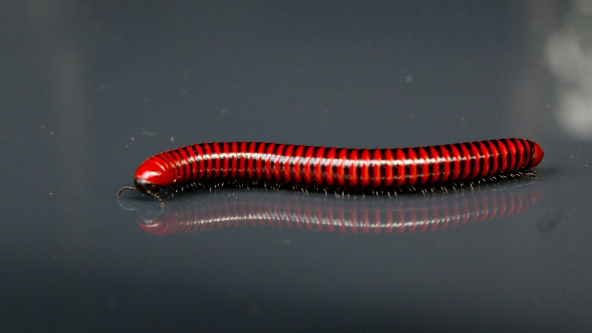 Why You Shouldn’t Put Your Faith in Fetishes