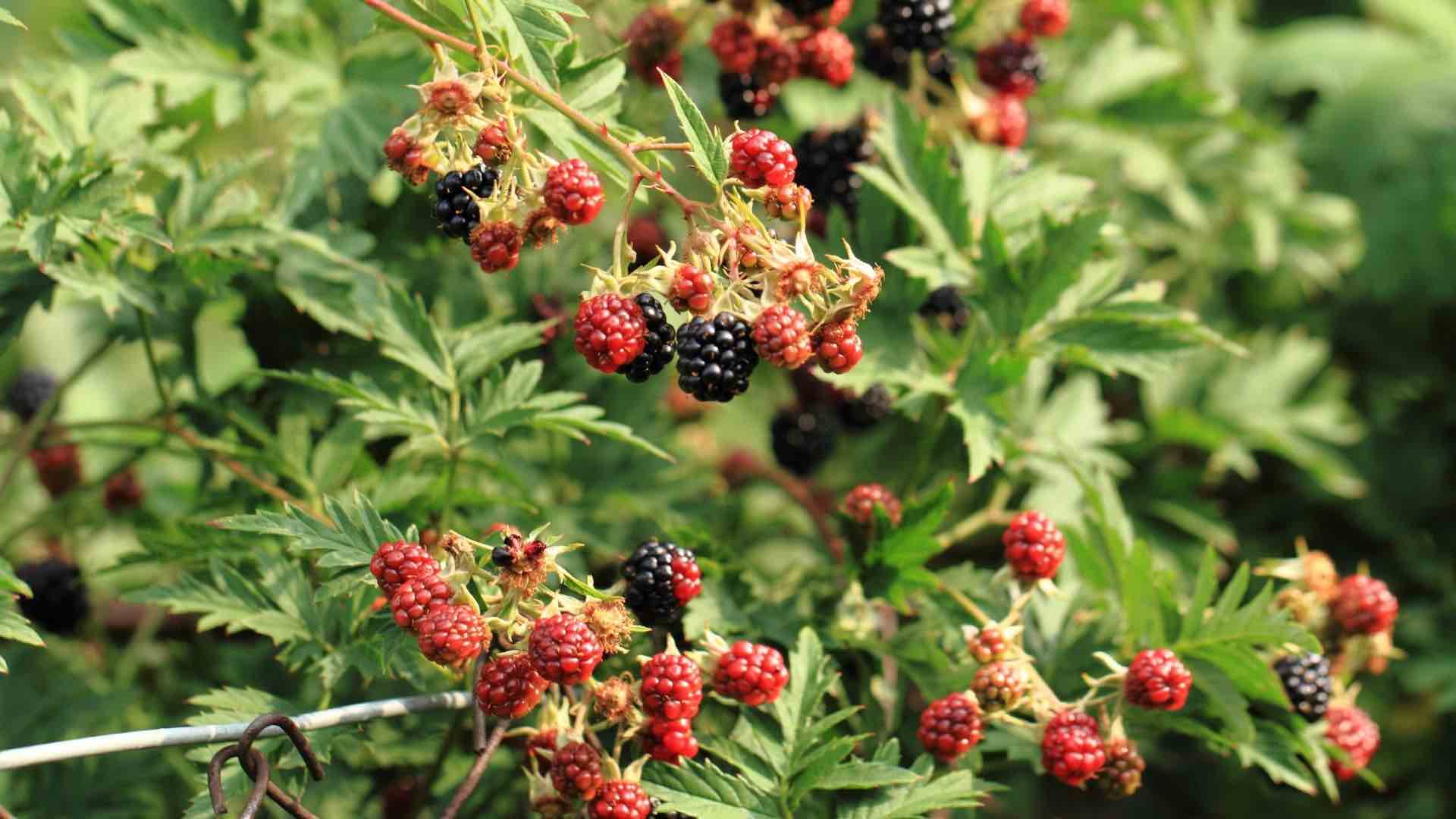 Interpreting Eden: Food and Beauty