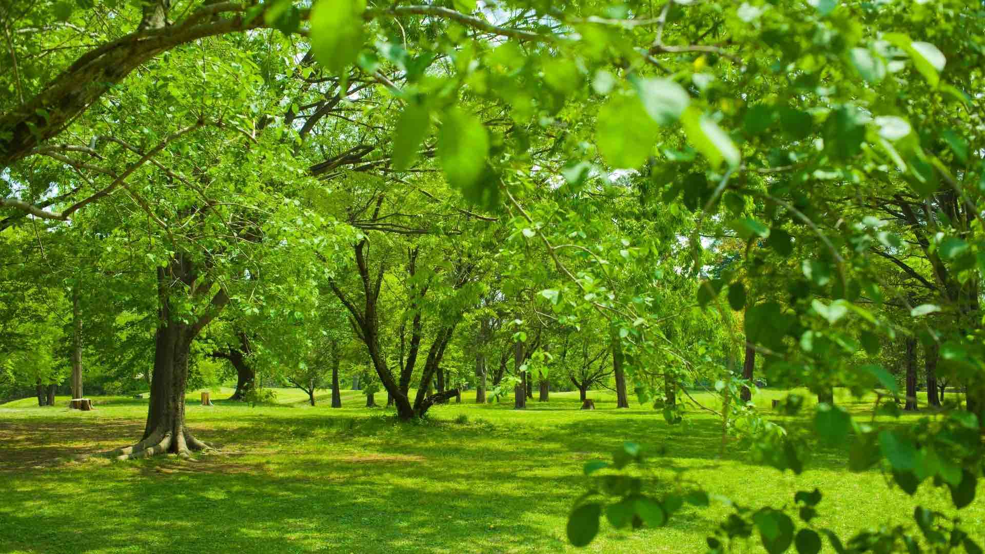 Interpreting Eden:  Who is God? II