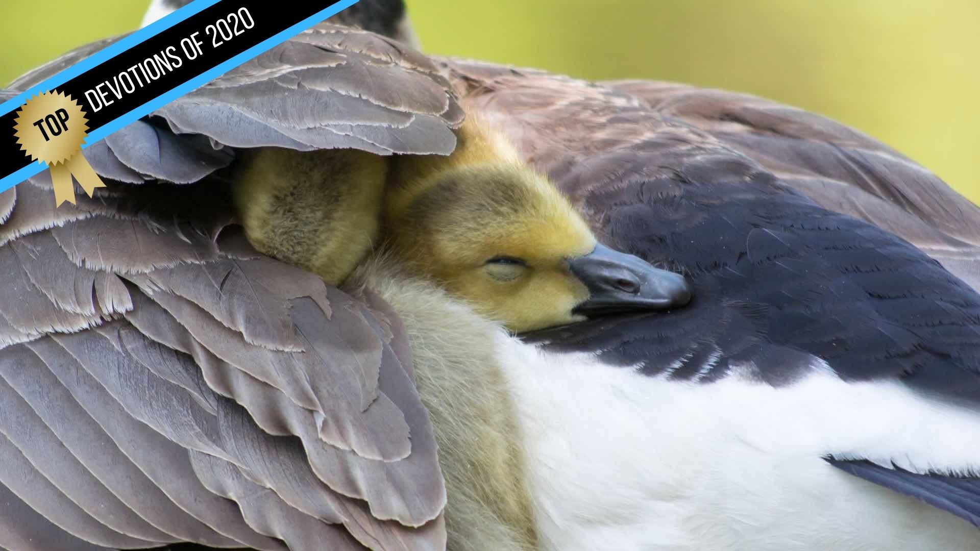 The Woman who Hid Beneath God’s Wings (Top Devotions of 2020)