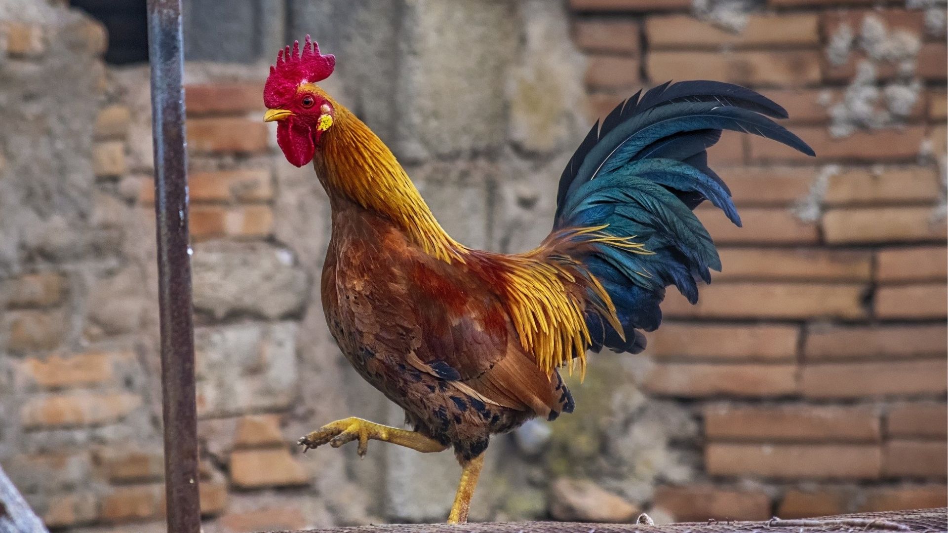 Before the rooster crows