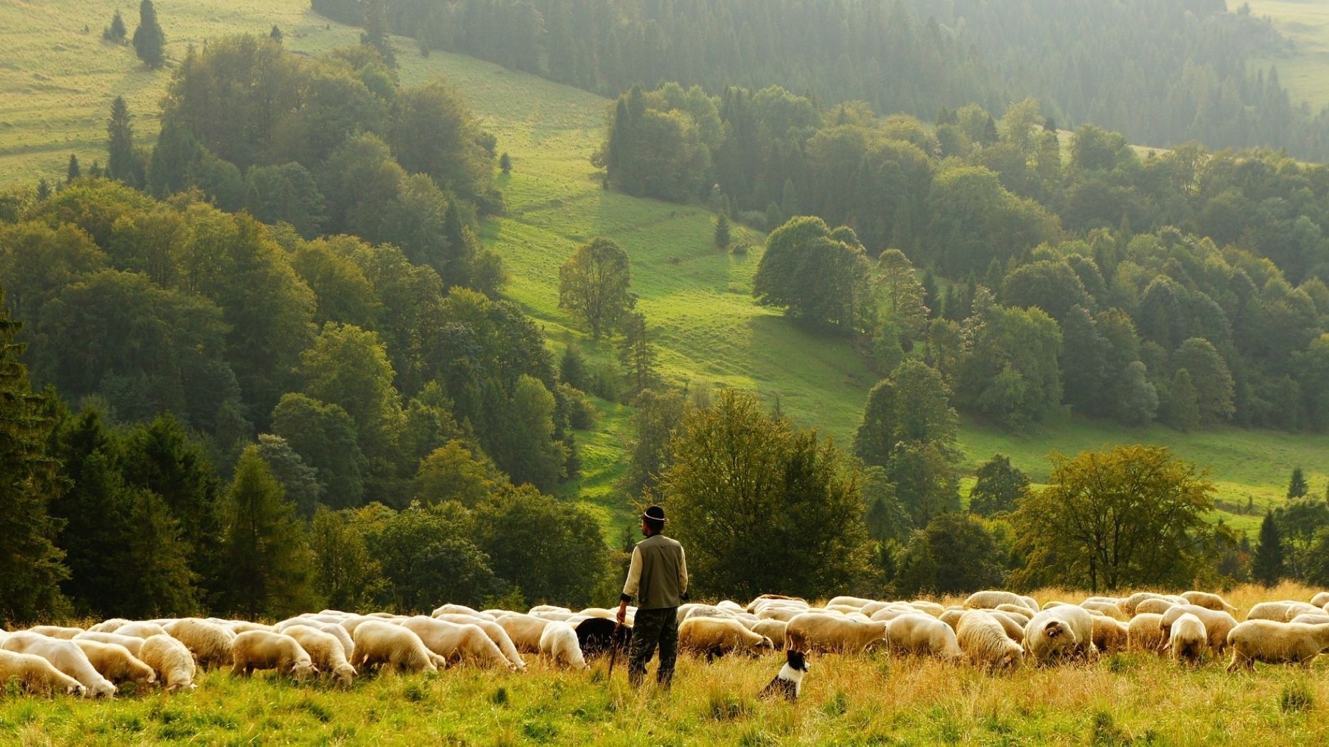 Shepherding God’s people